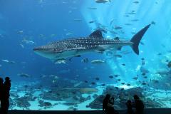 Aquarium1 Aquarium1